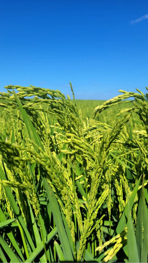 Producción de Arroz
