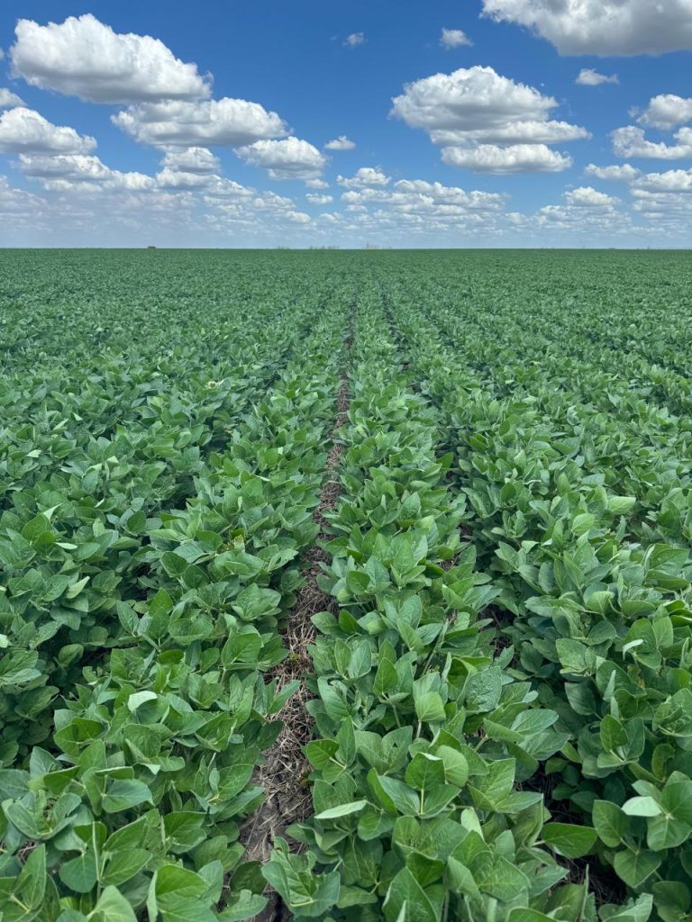Agricultura Sostenible